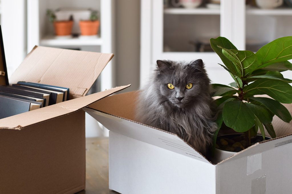 Pet registration in Sydney